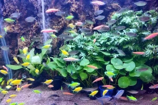 Image of: ANNAI AQUARIUM Azhagiyamandapam - Fish Tanks & Aquarium Pets