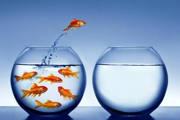 Image of: ANULA AQUARIUM Thuckalay - Aquarium Products & Fish