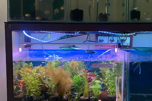 Image of: AR Aquarium & Pets Marthandam - Aquarium Products & Pets