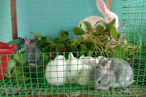 Image of: A R S Rabbit Farm Vattakkottai - Rabbit Farming & Sales