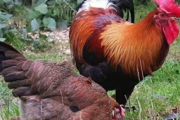 Image of: ASH PETS Painkulam - Pet Products & Accessories