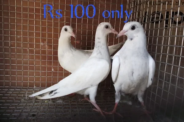 Image of: AX High flyer Pigeon Farm Nagercoil - Pigeon Farming & Breeding
