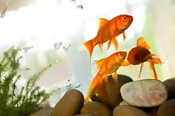 Image of: Aarapets and Aquarium Karungal - Aquarium & Pet Services