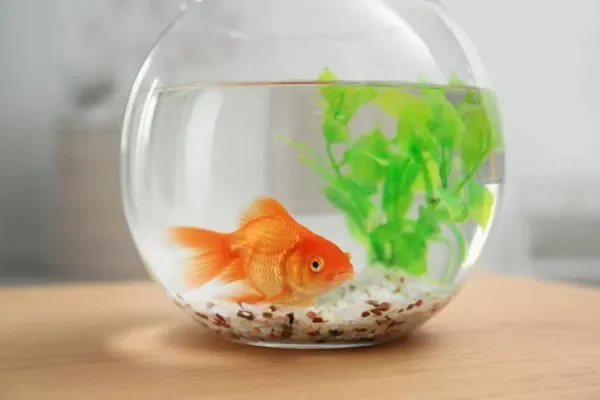 Image of: Aashika Pets Aquarium Shop Parakkai - Aquarium Pets & Accessories