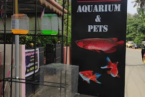 Image of: Amazon Aquarium and Pets Vaikundapuram - Aquarium & Pet Supplies