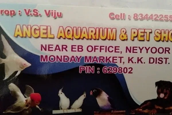 Image of: Angel Aquarium & Pet Shop Thingal Nagar - Aquarium Pets & Products
