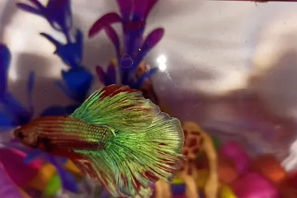 Image of: Anju Fish Shop Anjugramam - Freshwater & Marine Fish