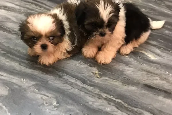 Image of: CSK Farms Manalikarai - Agricultural Services & Products