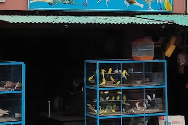 Image of: C.S.R Aquarium Thuckalay - Aquarium Products & Fish