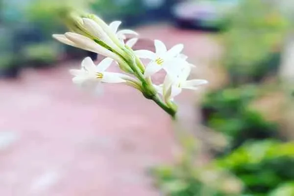 Image of: Chandriga Hospital - Reliable Medical Care in Nagercoil