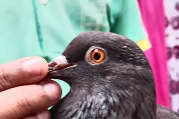 Image of: DS AQUARIUM Nagercoil - Aquarium & Fish Products