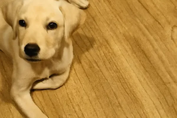 Image of: Dada Pet Shop Nagercoil - Pet Products & Accessories