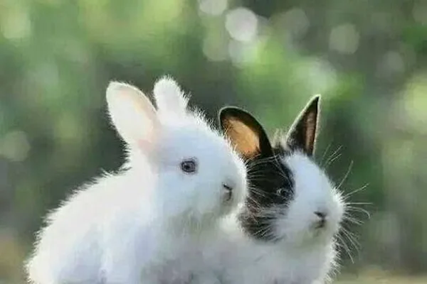 Image of: Dog for Sale Nagercoil - Dogs for Sale