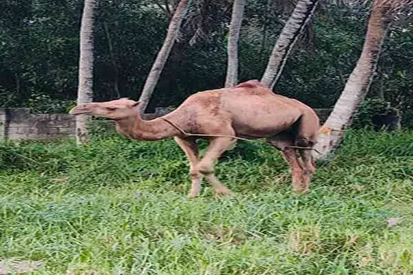 Image of: Dr Bose & Bose - Specialized Bird and Animal Healthcare