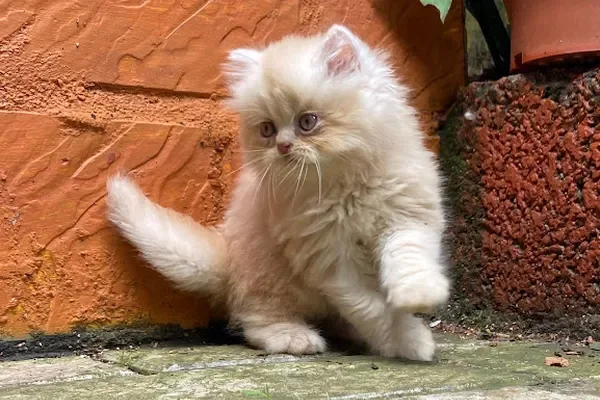 Image of: Dream Pets Nagercoil - Pet Products & Services