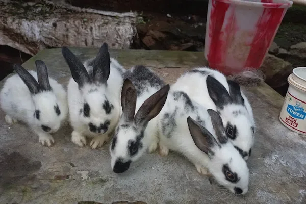 Image of: EDEN Rabbit Breeder Kaliyakkavilai - Rabbit Breeding & Sale
