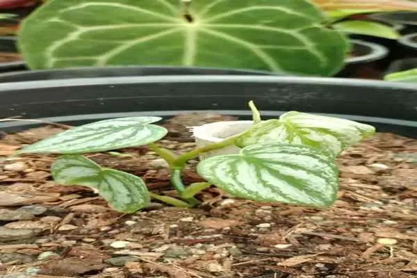 Image of: Eby Gardens