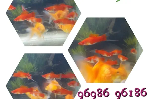 Image of: Eden Aquagarden Azhagiyamandapam - Aquatic Plants & Aquarium Products