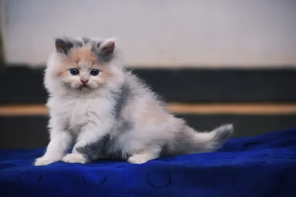 Image of: Edens Aviary & Pets Marthandam - Birds & Pet Products