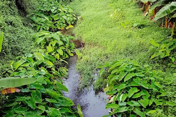 Image of: Enayam Kulam Kilkulam - Aquatic Pets & Products