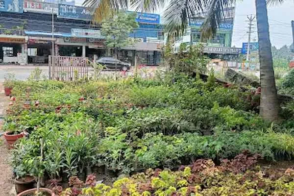 Image of: Ephphatha Nursery Garden - Plants, Gardening Supplies & Baby Accessories