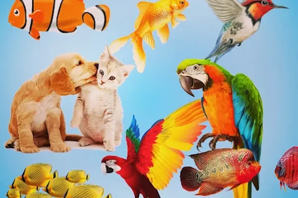 Image of: FIO AQUARIUM Karungal - Fish & Aquarium Products