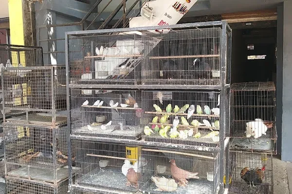 Image of: Fish Aquarium Levinjipuram - Aquarium & Fish Products