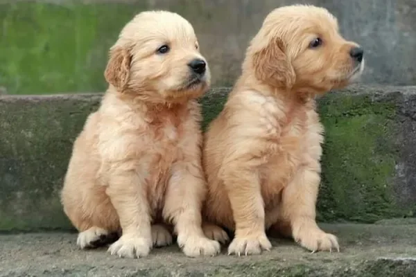 Image of: Friends Pet World Thuckalay - Pet Products & Services