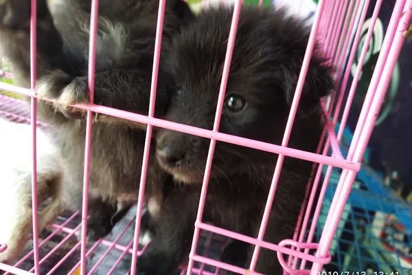 Image of: Friends Pets Shop & Aquarium Karungal - Aquatic Pets & Products