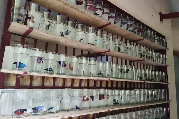 Image of: G V R Aquafarm Marthandam - Fish Farming & Aquarium Products