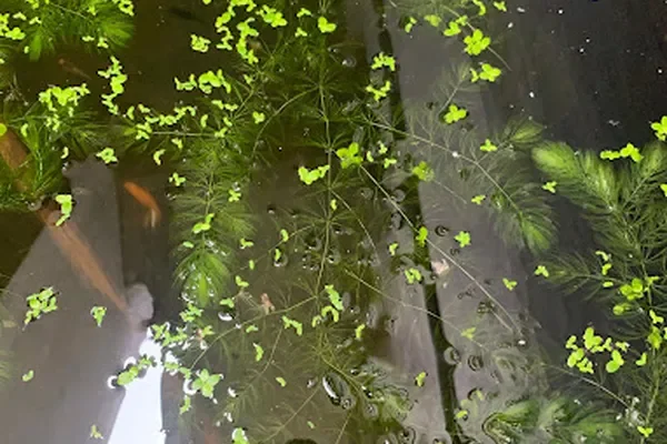 Image of: Glo Aquatic Plants and Fishes Nagercoil - Aquarium Plants & Fish