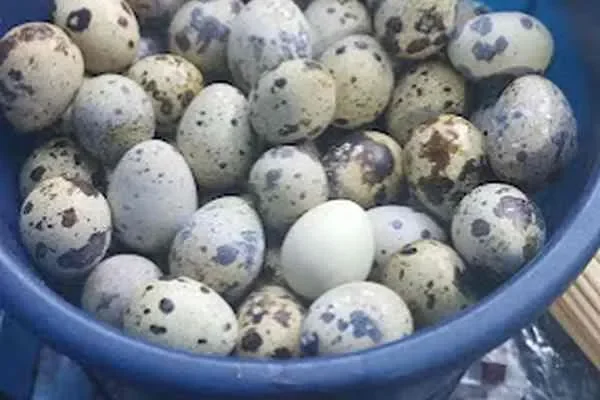 Image of: Happy Bachelor - Casual Dining & Local Favorites