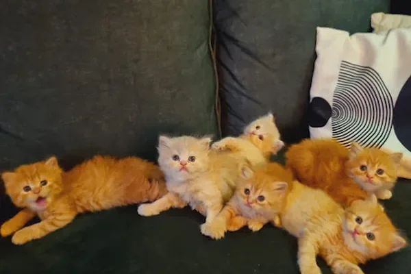 Image of: Highlight Pet Food Shop Thuckalay - Pet Food & Supplies