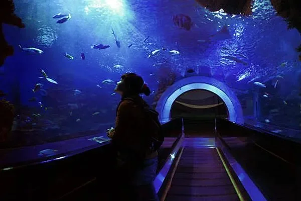 Image of: J AQUARIUM Marthandam - Fish & Aquarium Products