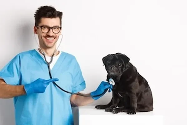 Image of: J D Pet Clinic Affordable Vet Care for Your Pets