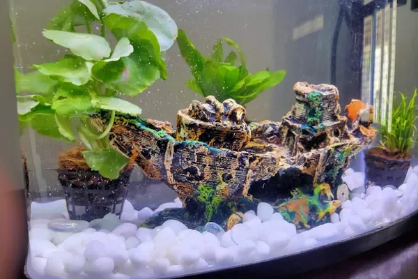 Image of: JEN AQUARIUM Nagercoil - Fish & Aquarium Products