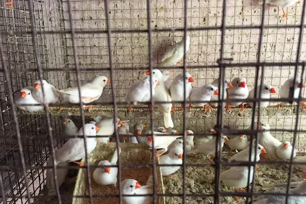 Image of: J.J Aquarium Nagercoil - Fish & Aquarium Products