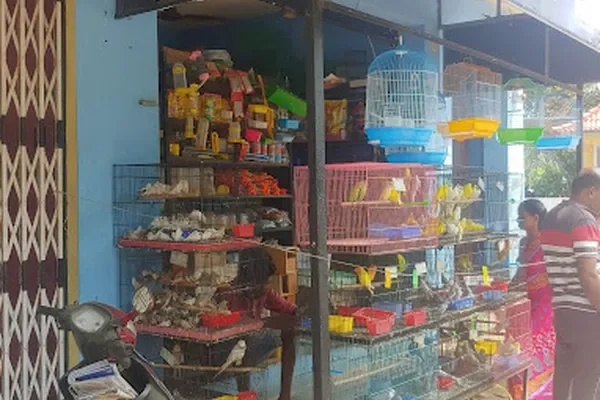 Image of: JJJ Birds Farm – Leading Exotic Bird Farm in Valvaithankoshtam