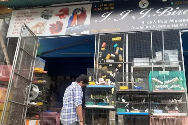 Image of: JJJ Birds – Exotic Birds & Pet Supplies in Padanthalumoodu