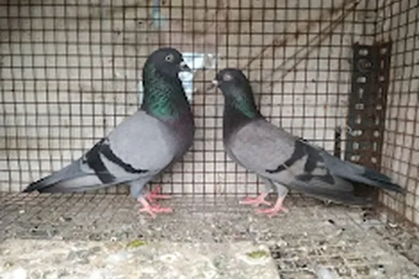 Image of: JJs KiKi Pets Farm – Exclusive Pet Farm in Nagercoil