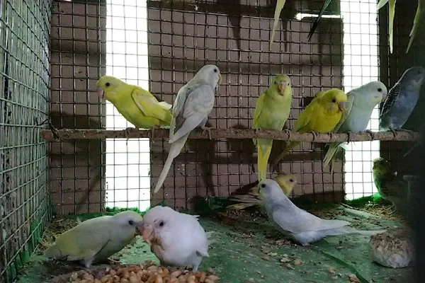 Image of: JSE Farms – Sustainable Farming & Pet Care in Nagercoil