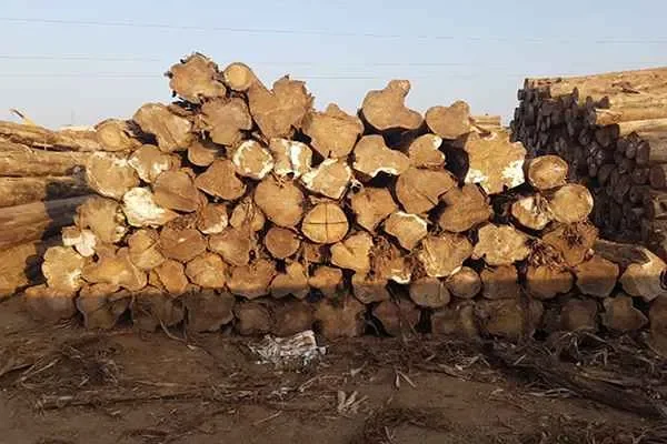 Image of: Jose Timbers & saw mill