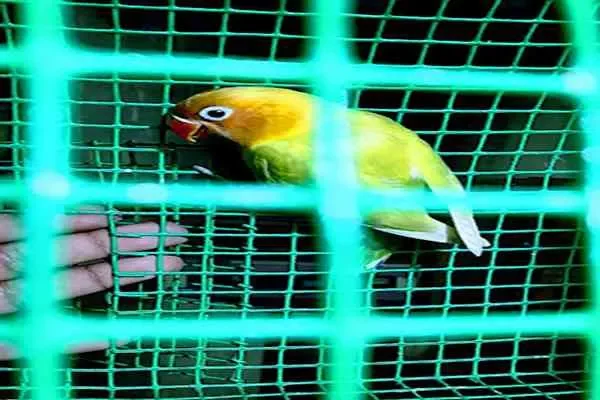 Image of: Kaalayan Petz & Aquva - Pet Care and Aquatic Products