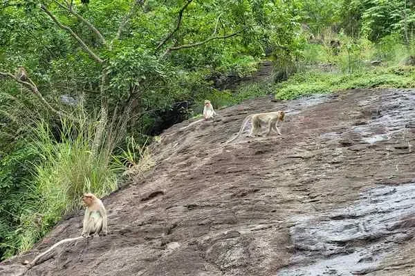 Image of: Kaalikesam Waterfalls Guide Best Time to Visit Tips