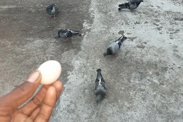 Image of: Kalluvilai Sree Ram Pet Shop – Pets & Supplies in Kalluvilai