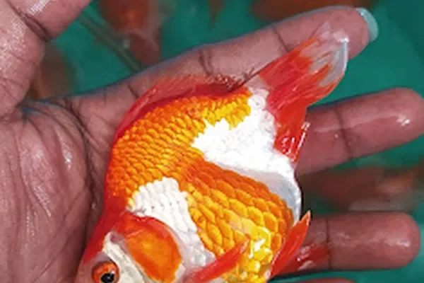 Image of: Living Aquarium – Vibrant Aquatic Life in Nagercoil