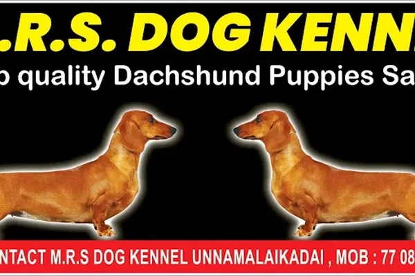 Image of: M.R.S. Dachshund Kennel – Premium Dachshund Breeding in Marthandam