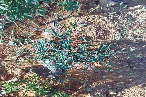 Image of: Malayinkeezhu Primary Health Centre