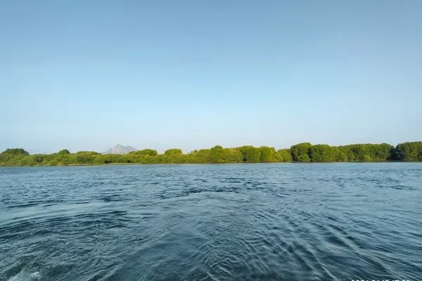 Image of: Explore the Wonders of Mangrove Forests Today