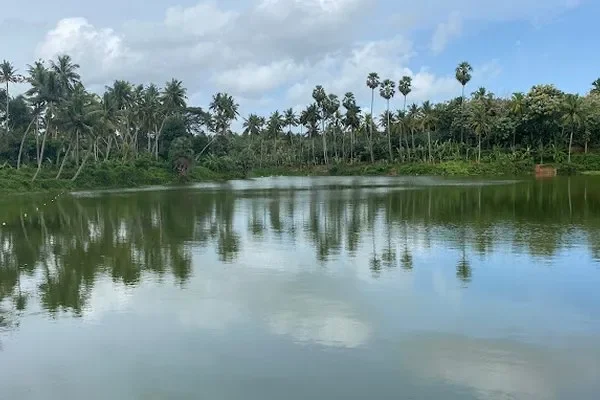 Image of: Explore Nagercoil Rainforest - Nature’s Hidden Gem